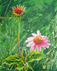 Echinacea purpurea